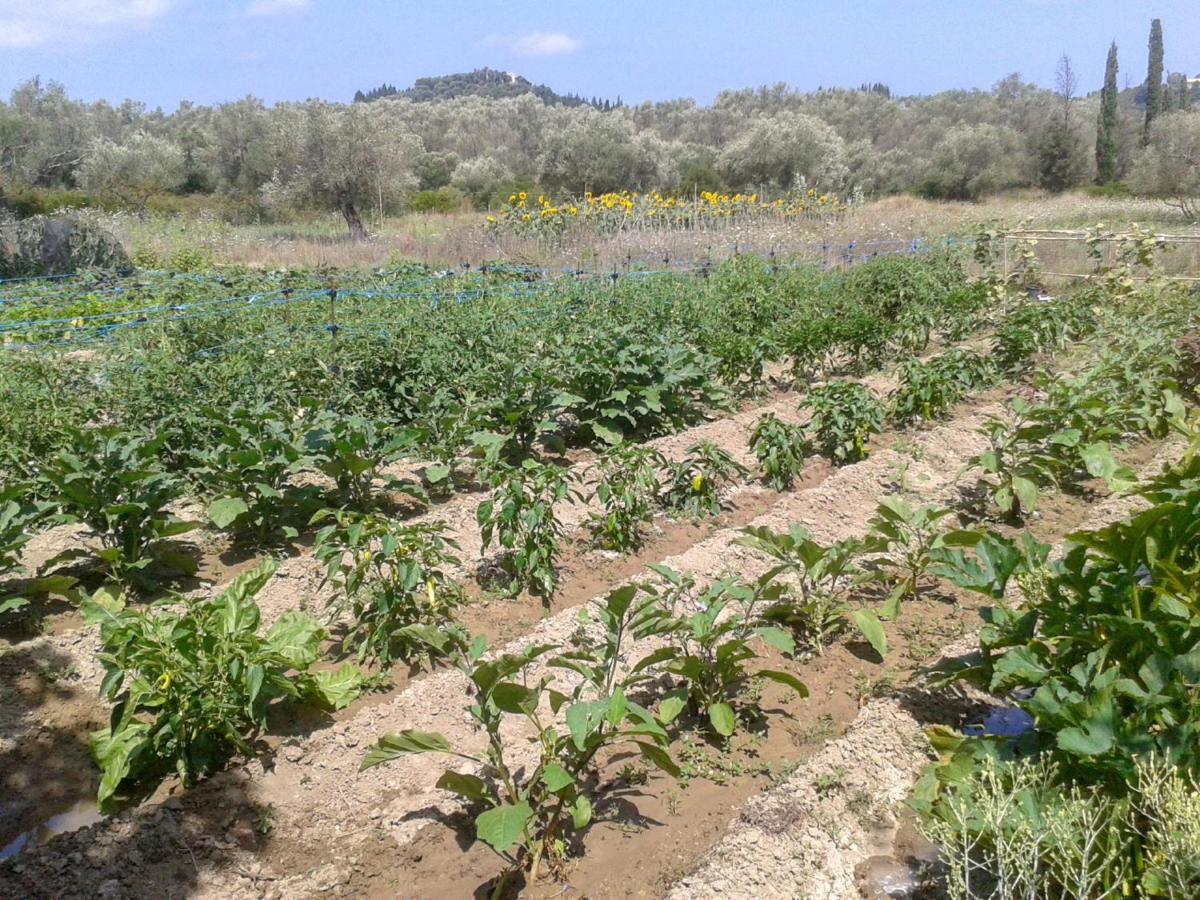 XanthátaiAroggia Farm别墅 外观 照片