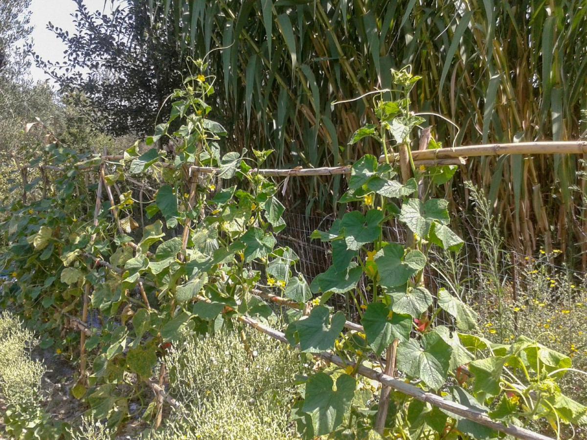 XanthátaiAroggia Farm别墅 外观 照片
